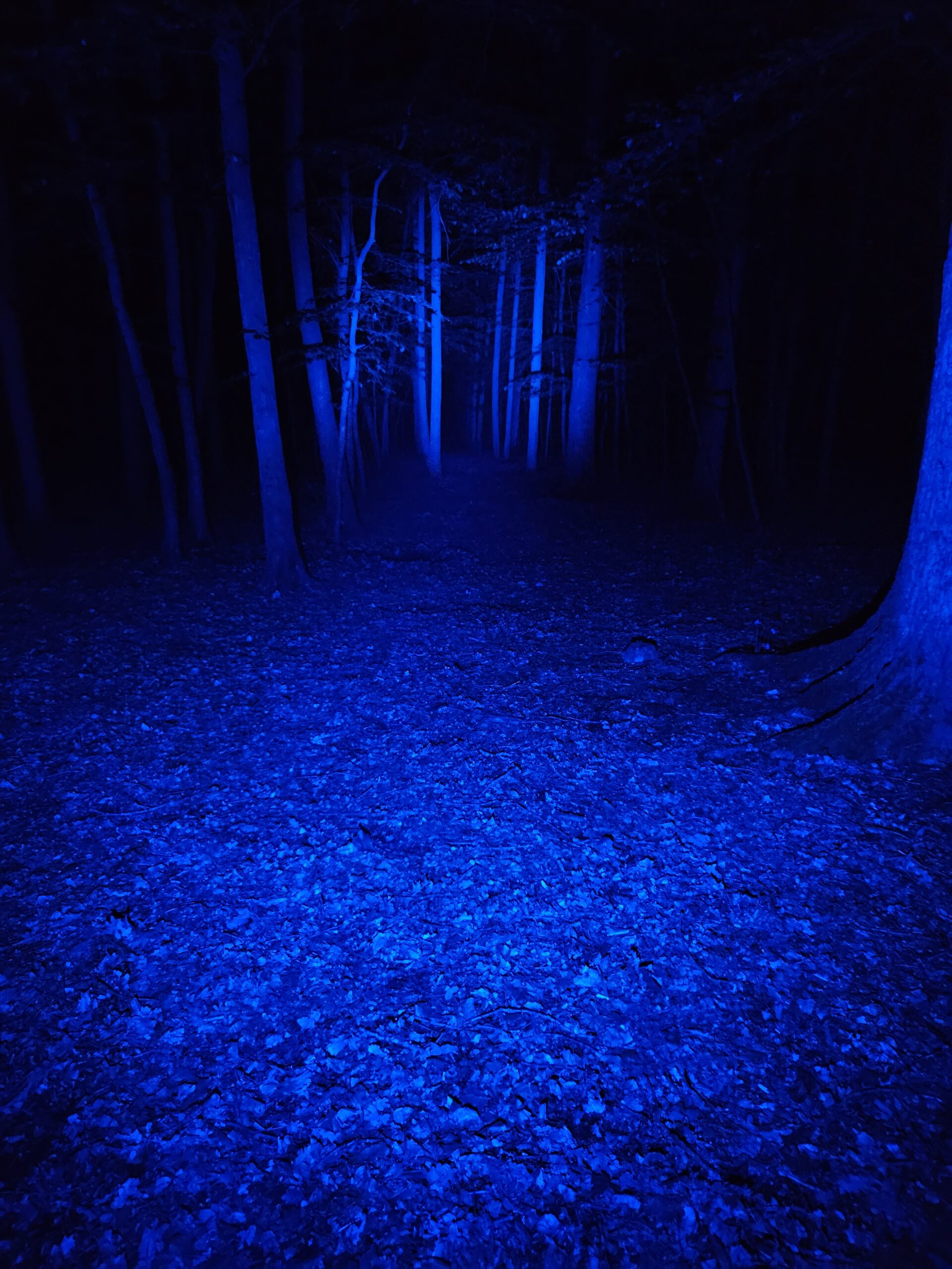 Olight Marauder Mini - blue light 120 lumens